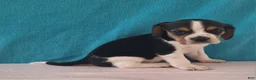 Beagle dogs for sale: debi - Ad 2