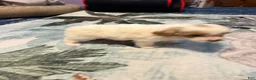 Mixed Breed dogs for sale: Piper - Ad 3