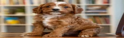 Cavapoo dogs for sale: Max - Ad 3