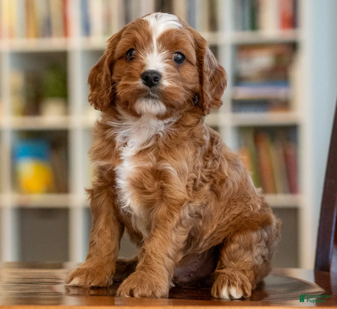 Cavapoo dogs for sale: Max - Ad 3