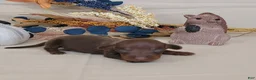Miniature Dachshund dogs for sale: AKC Herman purebred Miniature Dachshund  - Ad 2