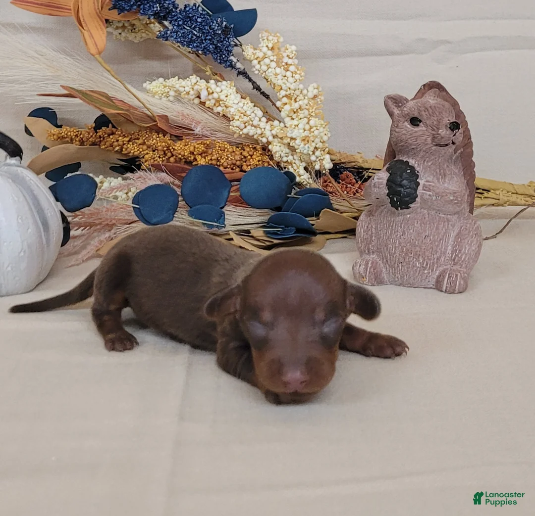 Miniature Dachshund dogs for sale: AKC Herman purebred Miniature Dachshund  - Ad 2