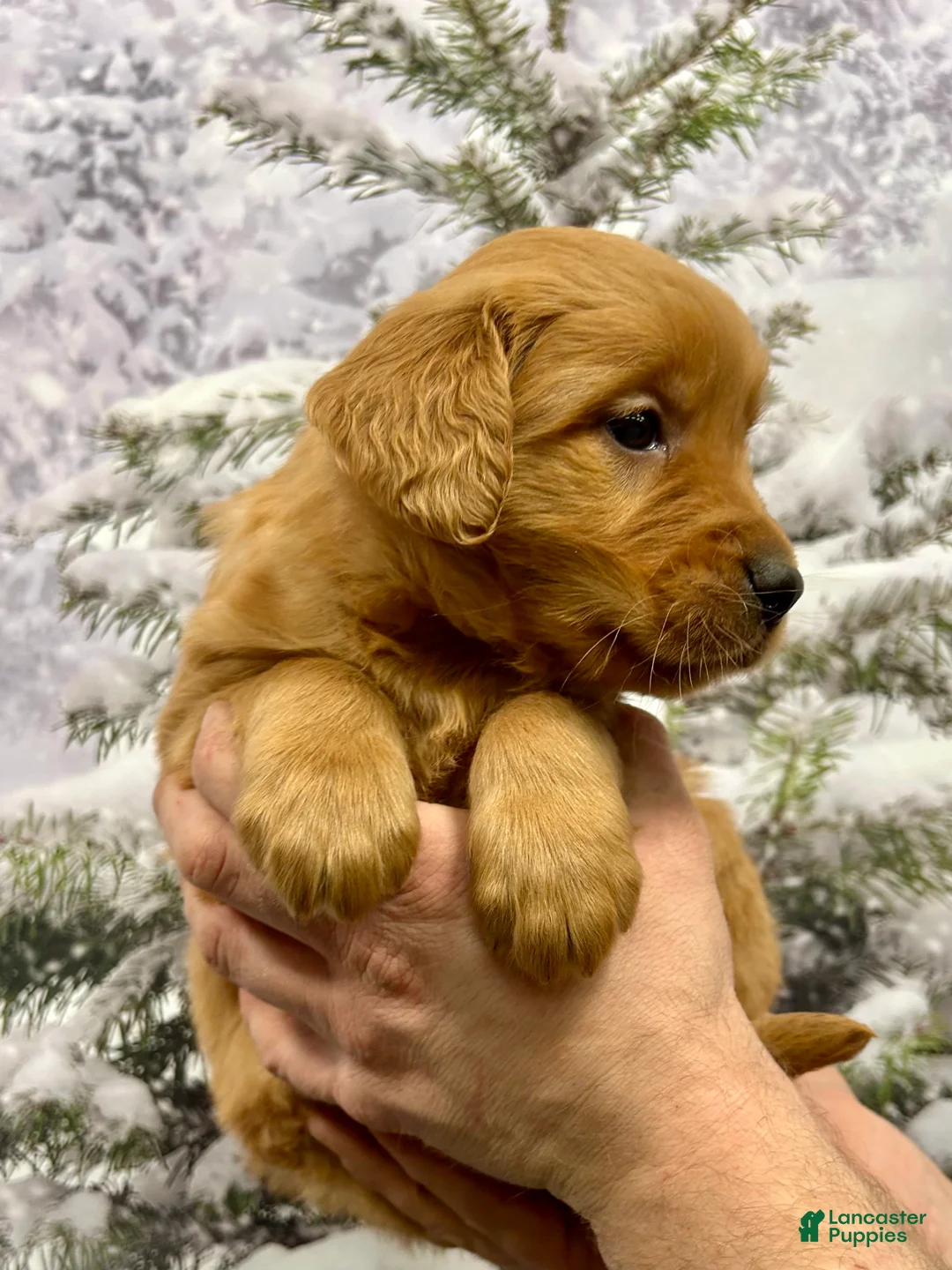 Golden Retriever dogs for sale: Daisy  - Ad 7