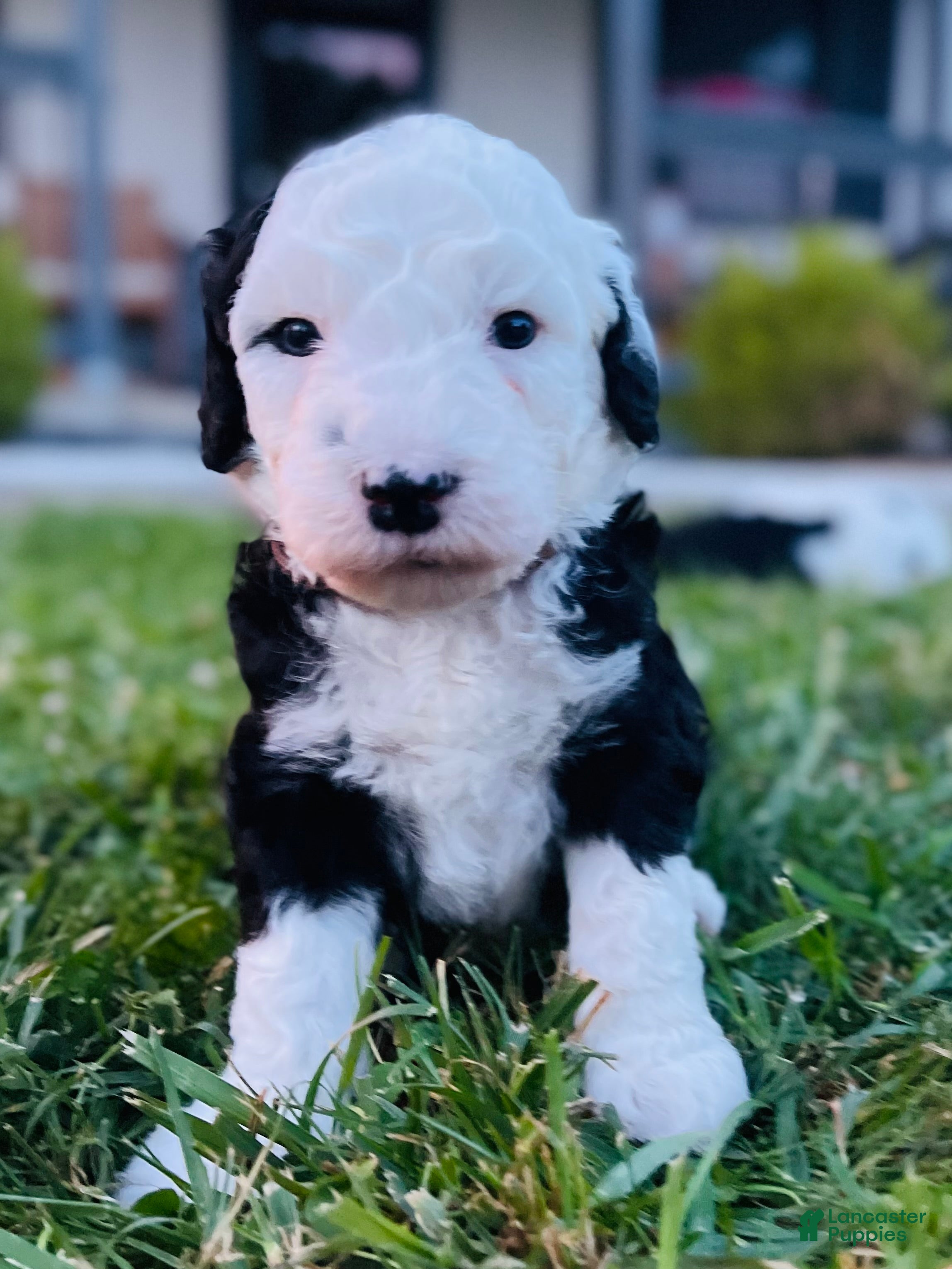 Sheepadoodle dogs Billy  - Ad 16