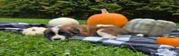 Saint Bernard dogs for sale: Maggie - Ad 4