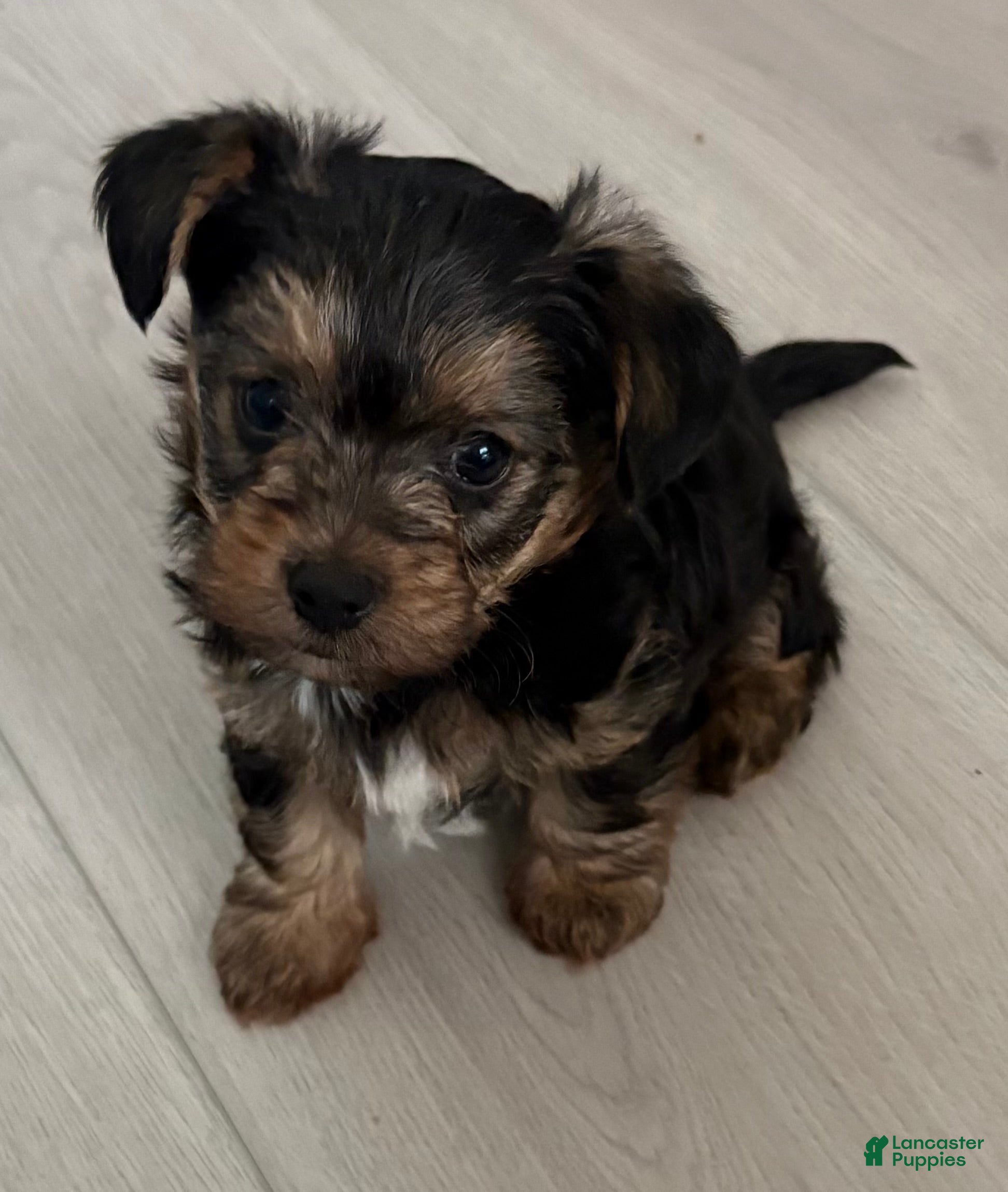 Yorkiepoo dogs Yorkiepoo Puppy 3 - Ad 2