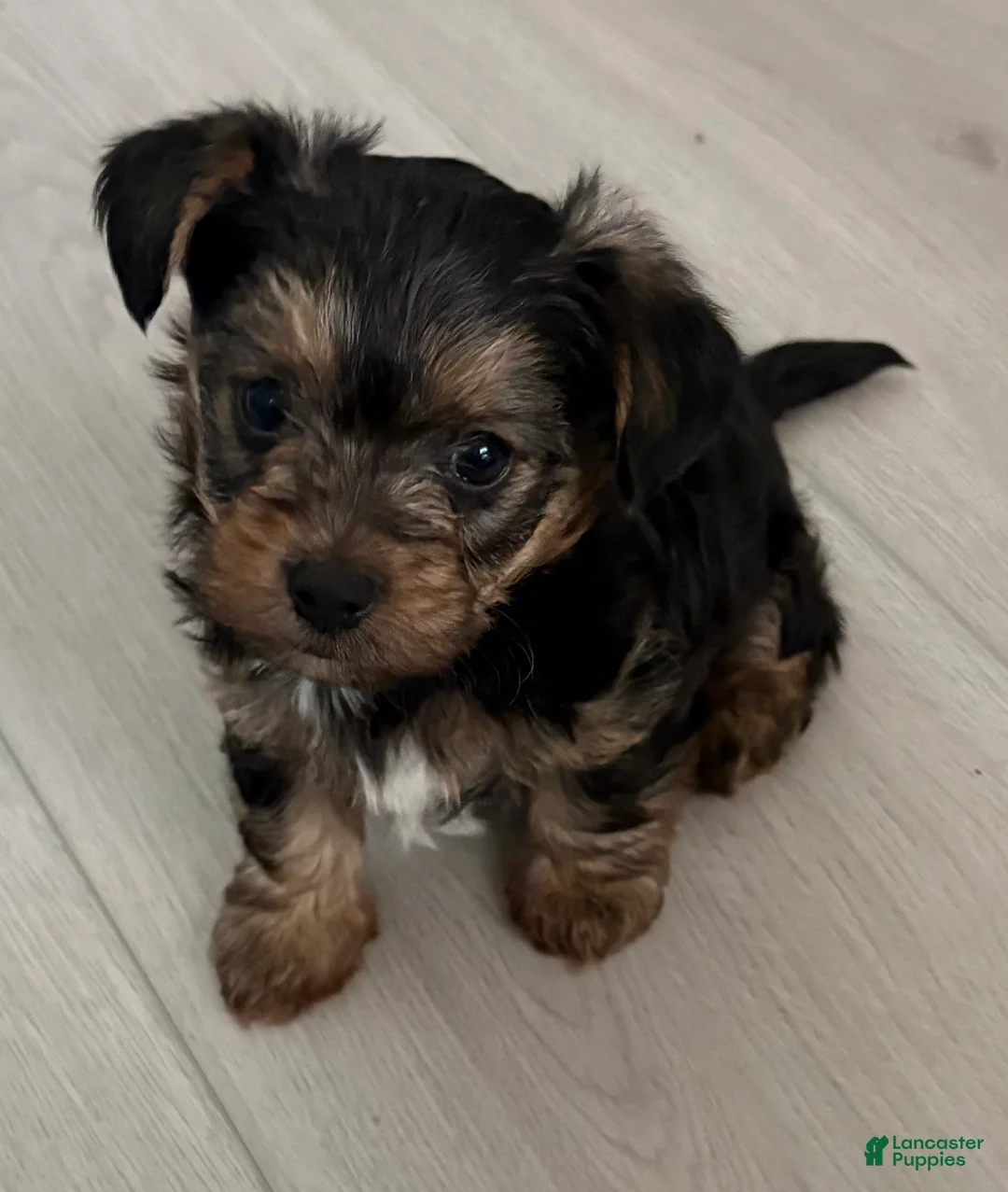Yorkiepoo dogs for sale: Yorkiepoo Puppy 3 - Ad 2