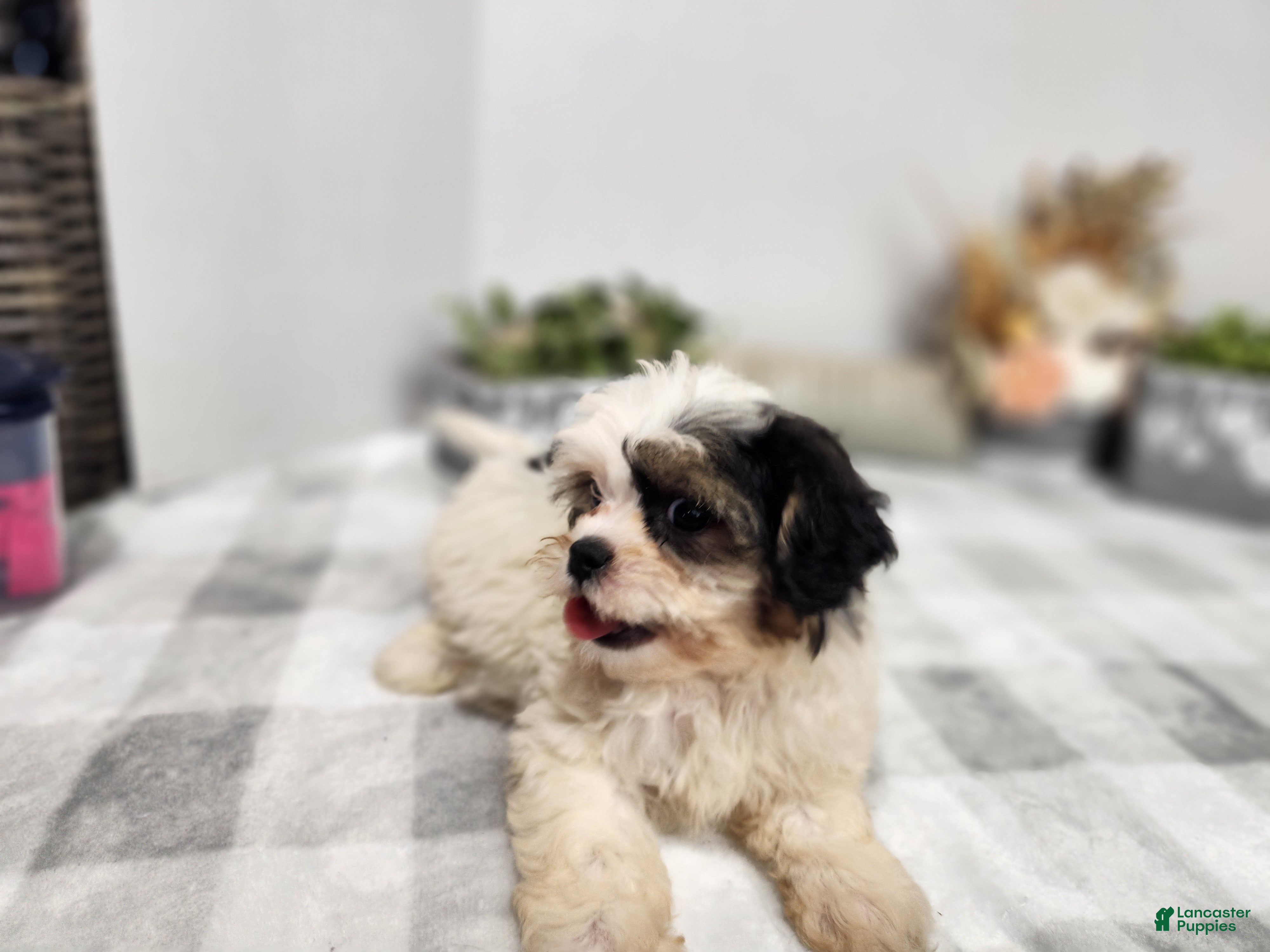 Teddy Bear dogs Claude - Ad 1