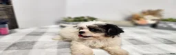 Teddy Bear dogs for sale: Claude - Ad 1
