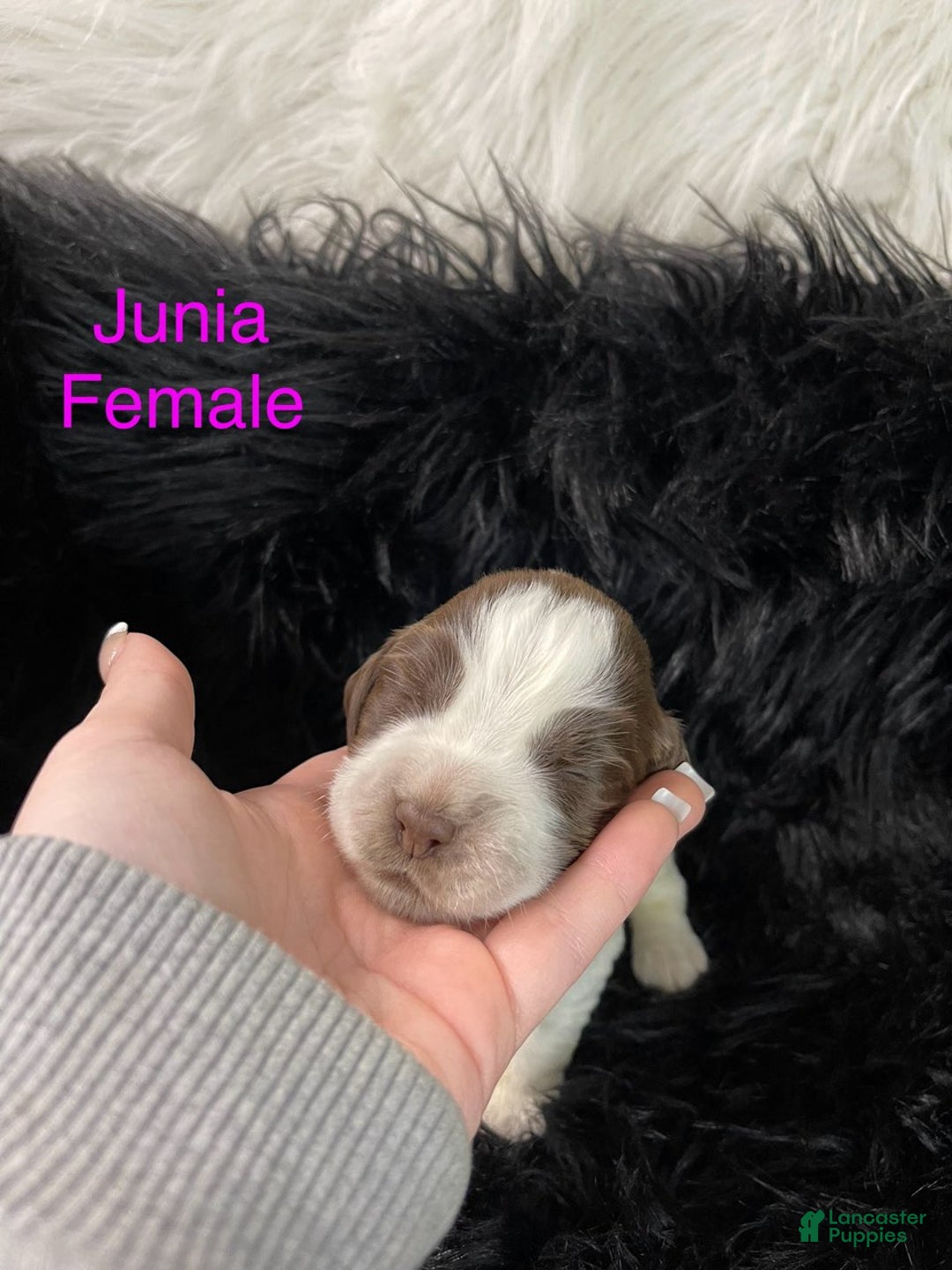 English Springer Spaniel dogs for sale: Junia - Ad 1