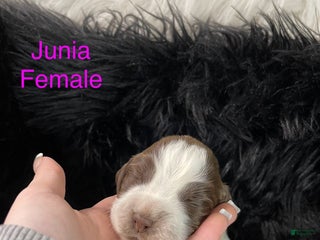 English Springer Spaniel dogs Junia - Ad 23