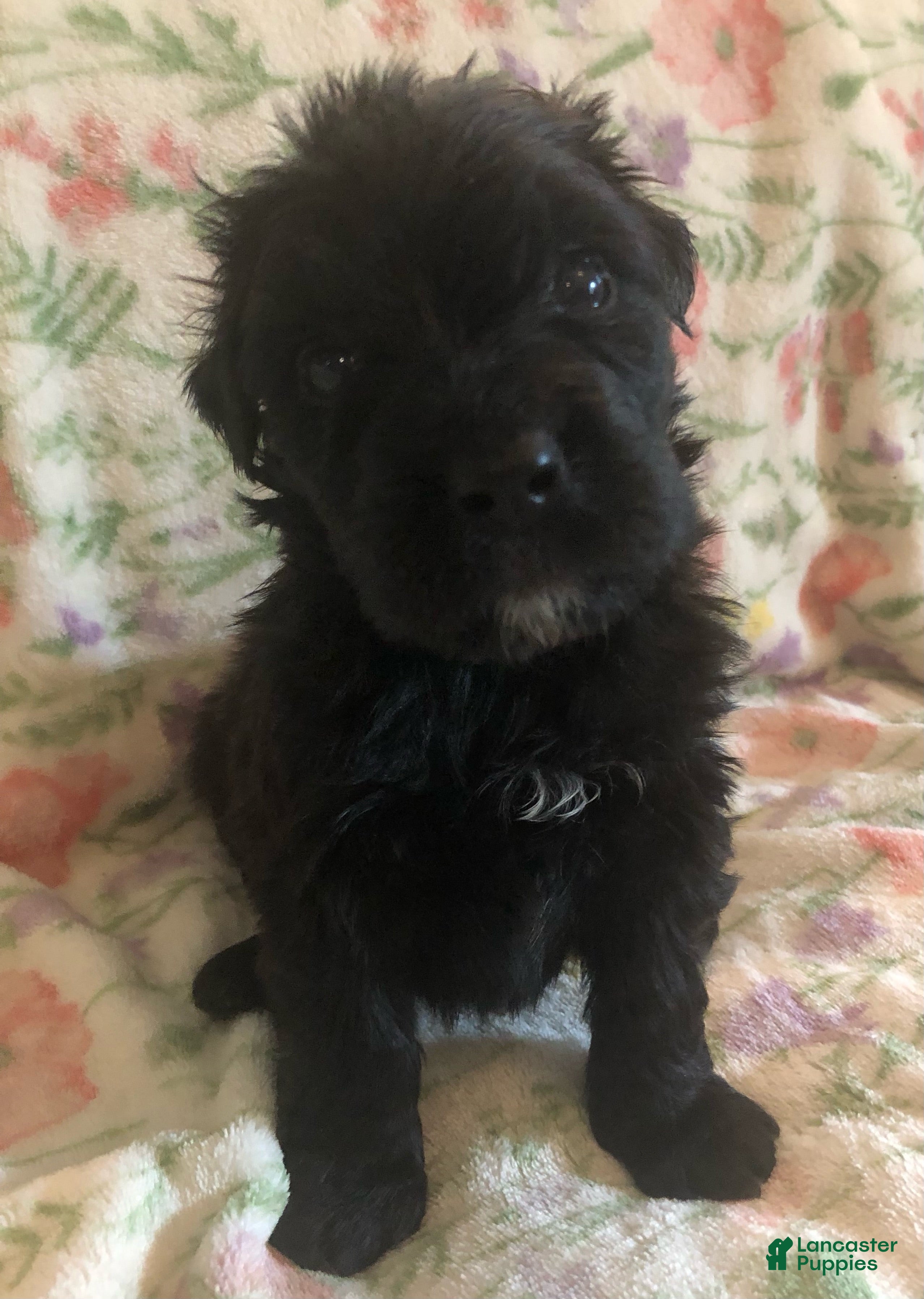 Bouvier Des Flandres dogs Bouvier Des Flandres Girl - Ad 1