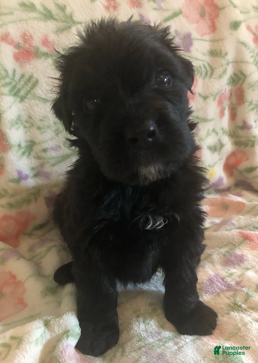 Bouvier Des Flandres dogs for sale: Bouvier Des Flandres Girl - Ad 1