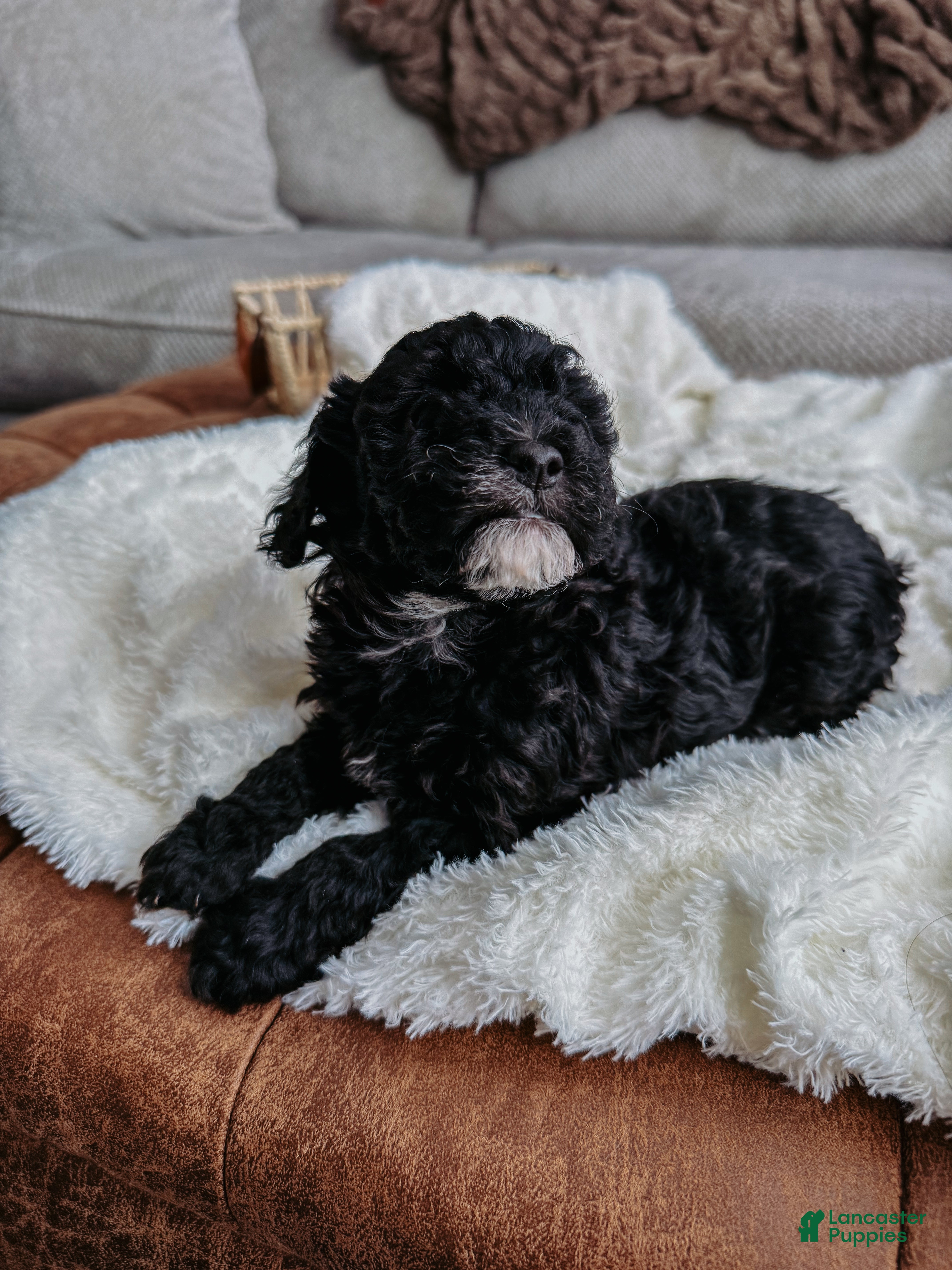 Miniature Poodle dogs Cheese - Ad 2