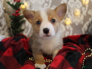 Welsh Corgi Pembroke dogs Sparkles - Ad 41