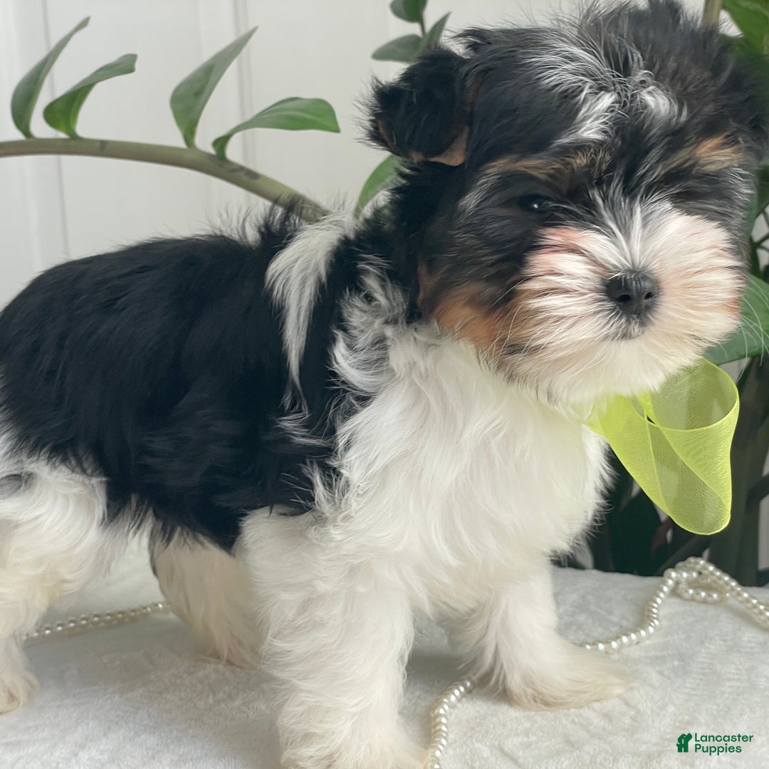 Biewer Terrier dogs for sale: Kodiak - Ad 4