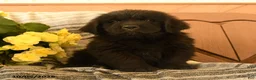 Newfoundland dogs for sale: Milkyway - Ad 1