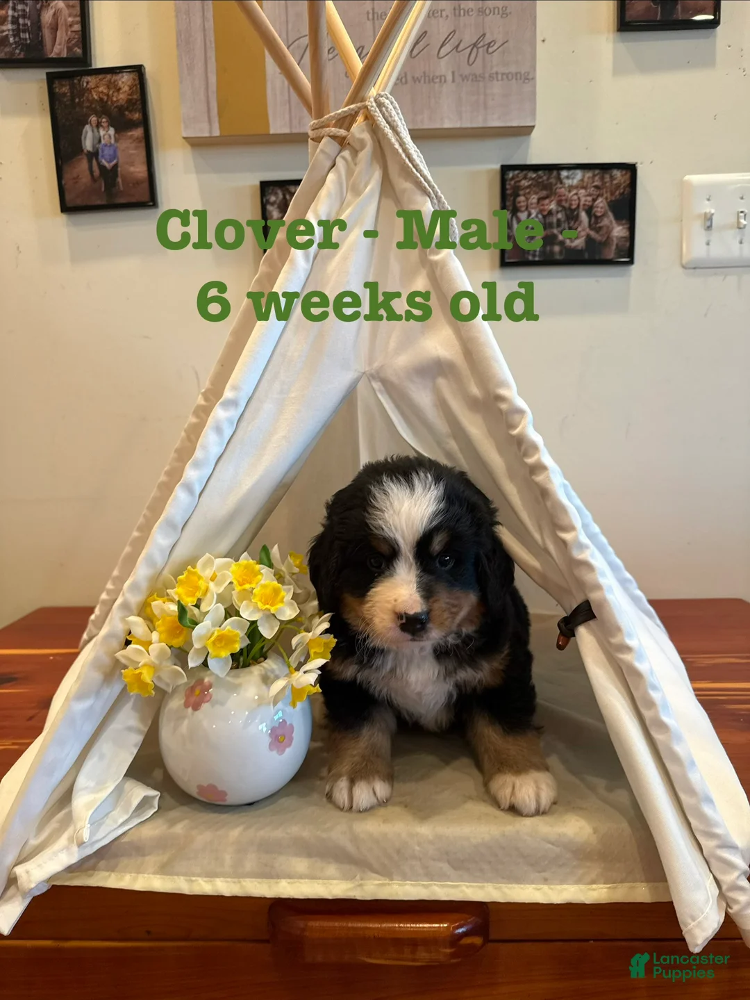 Bernese Mountain Dog dogs for sale: Clover  - Ad 1