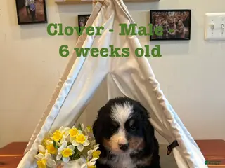 Bernese Mountain Dog dogs Clover - Ad 9