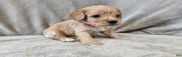 Cavapoo dogs for sale: Anellini - Ad 8