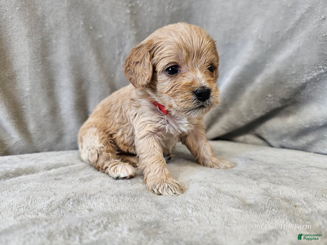 Cavapoo dogs for sale: Anellini - Ad 8