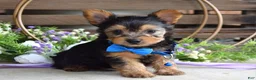 Yorkshire Terrier dogs for sale: Archie - Ad 3