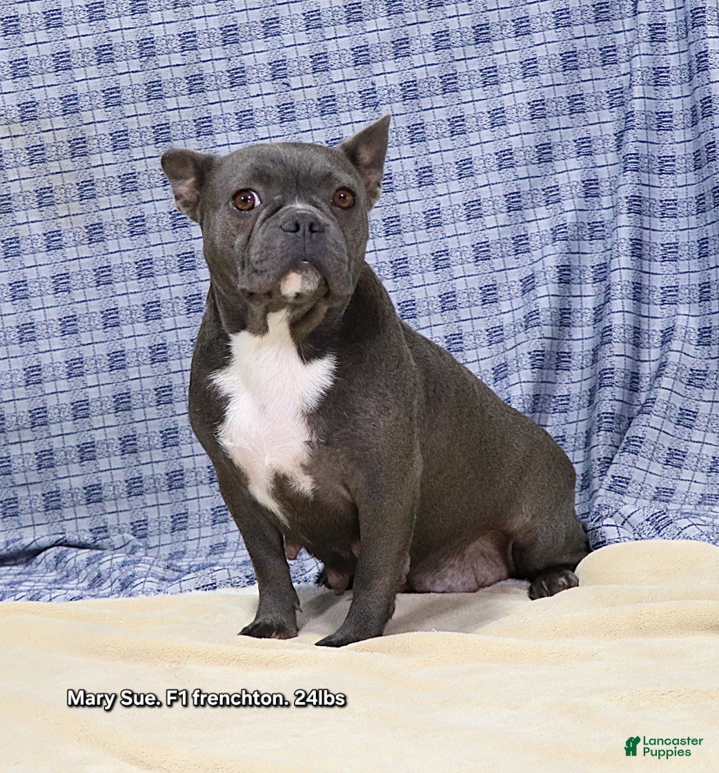 Mixed Breed dogs for sale: Oak - Ad 9
