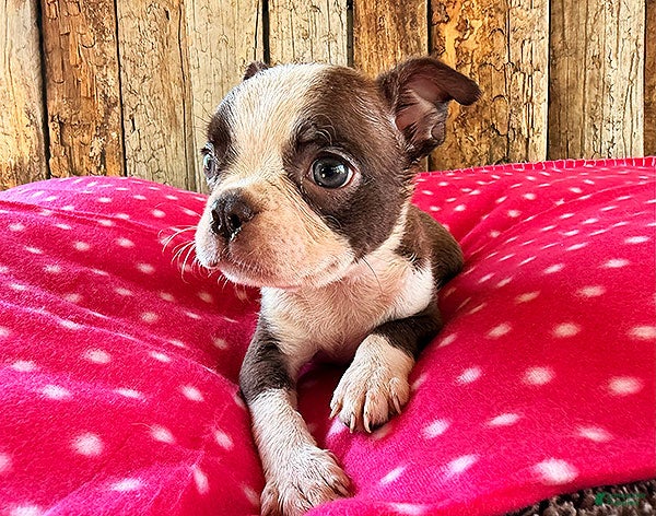 Boston Terrier dogs Cayenne - Ad 1