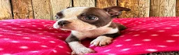 Boston Terrier dogs for sale: Cayenne - Ad 1