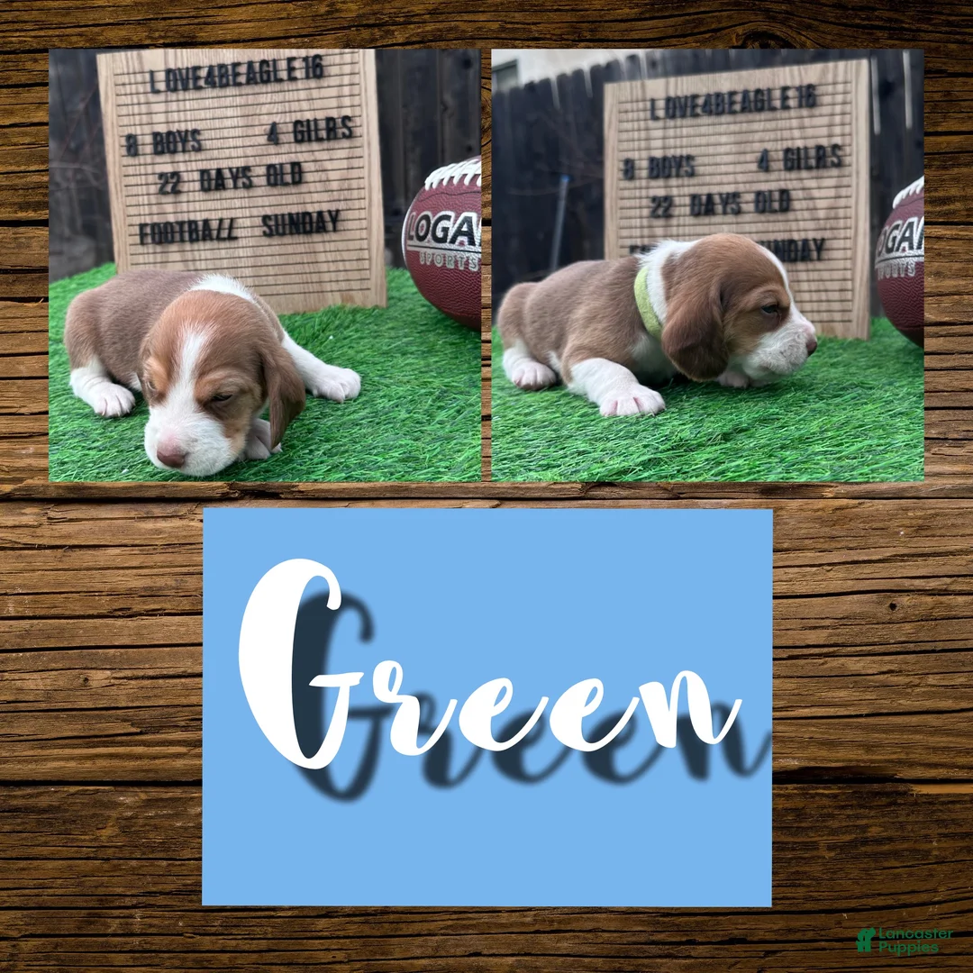 Beagle dogs for sale: Beagle Puppy 2 - Ad 1