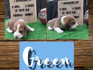 Beagle dogs Beagle Puppy 2 - Ad 31