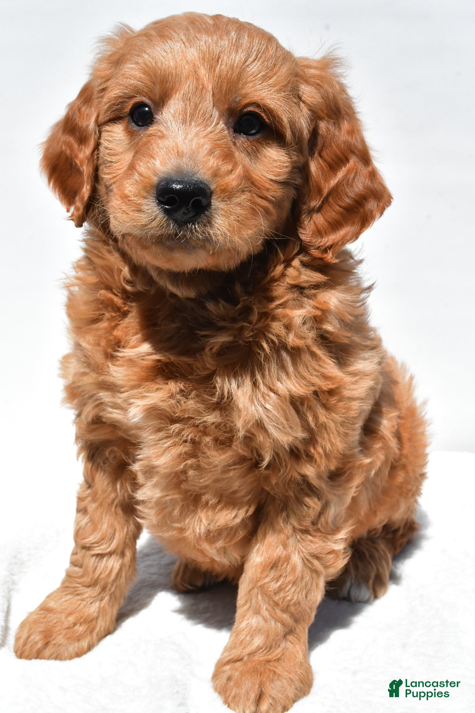 Mini Goldendoodle dogs Asher - Ad 1