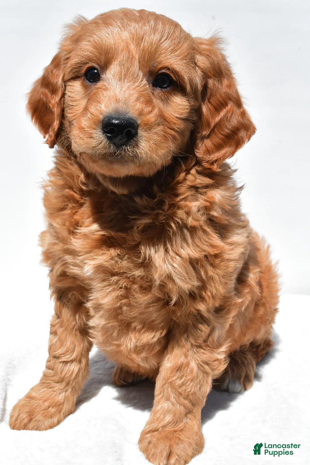 Mini Goldendoodle dogs for sale: Asher - Ad 1