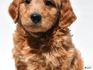 Mini Goldendoodle dogs for sale: Asher - Ad 3