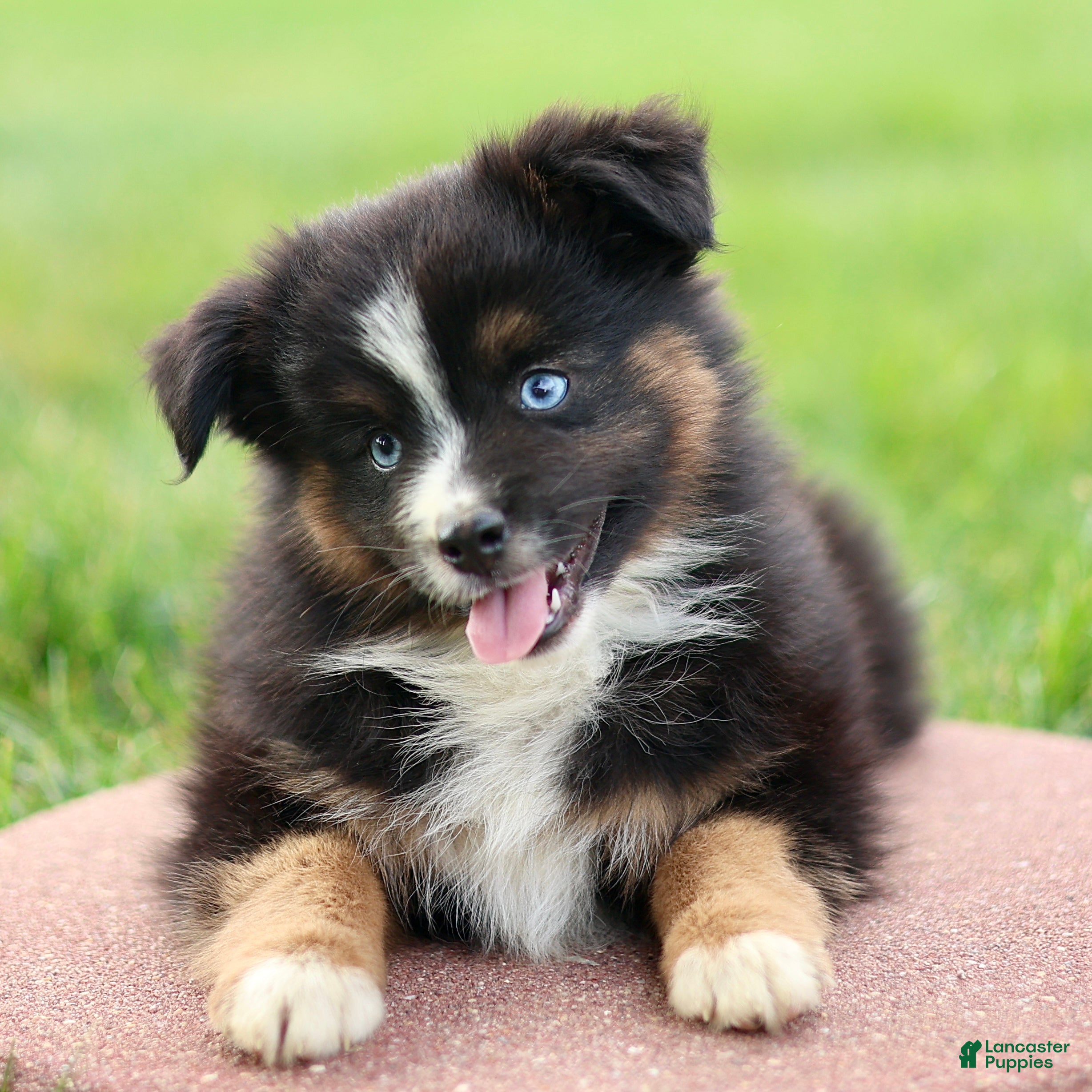 Miniature Australian Shepherd dogs Joy - Ad 2