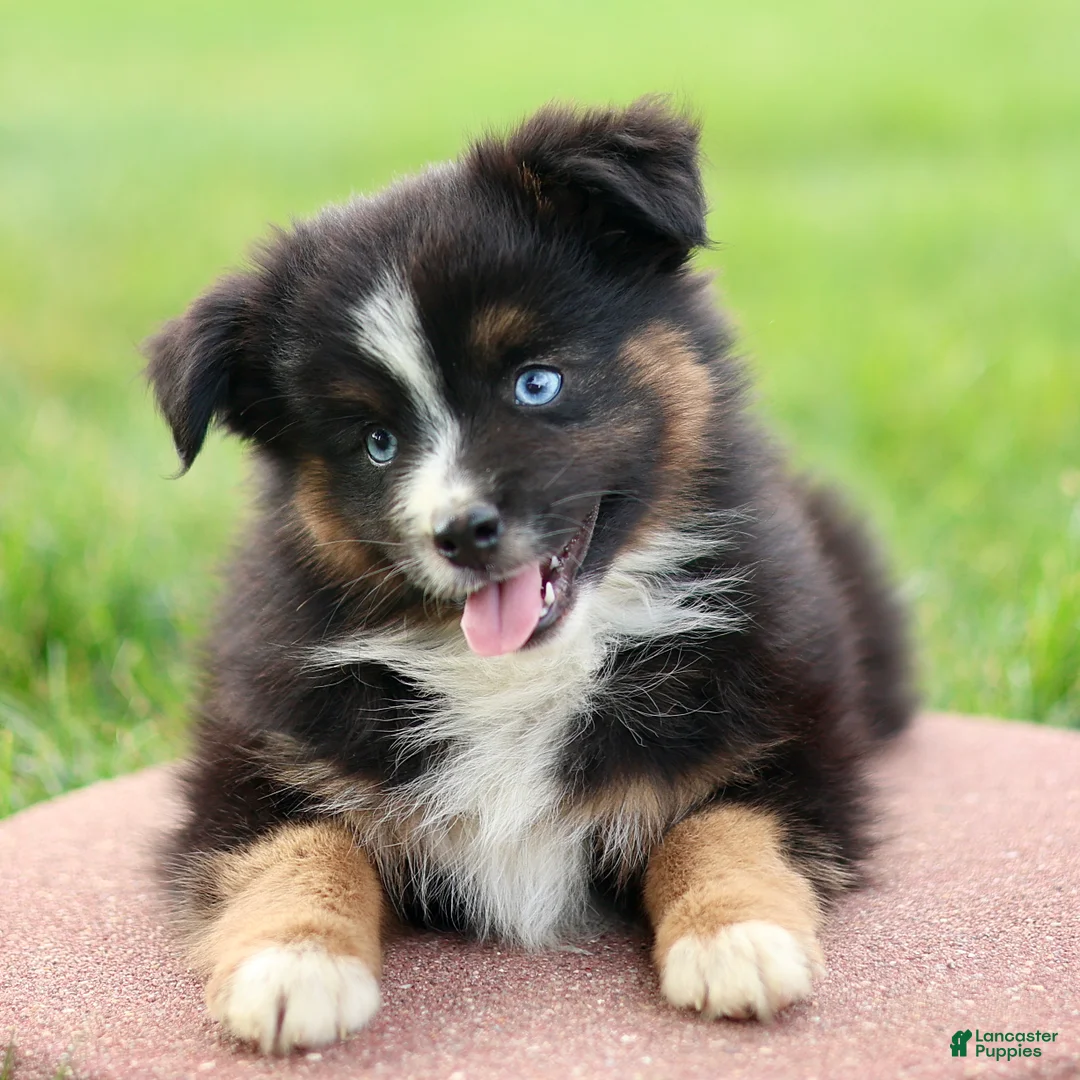 Miniature Australian Shepherd dogs for sale: Joy - Ad 2