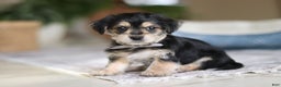 Morkie dogs for sale: Kai - Ad 4