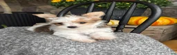 Yorkshire Terrier dogs for sale: Timmy - Ad 11