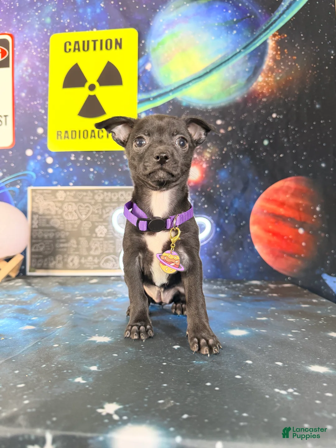 Chihuahua dogs for sale: Toffee - Ad 4