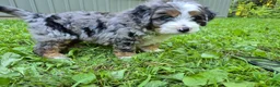 Bernedoodle dogs for sale: Rex  - Ad 2