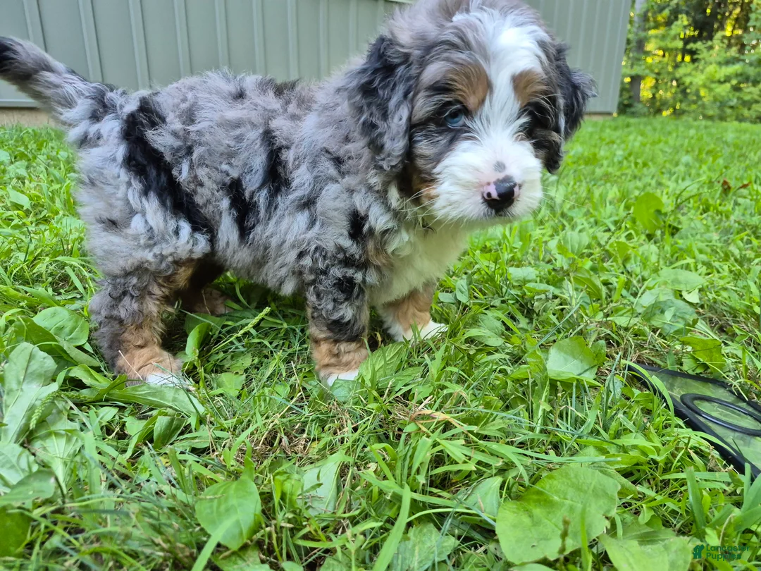 Bernedoodle dogs for sale: Rex  - Ad 2