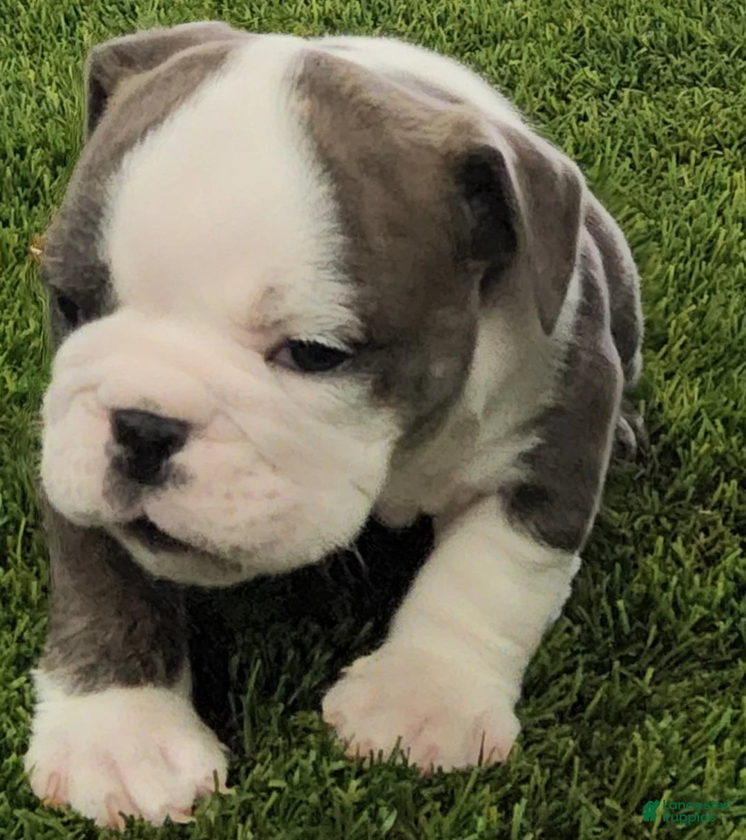 English Bulldog dogs for sale: Lydia English Bulldog Puppy  - Ad 3