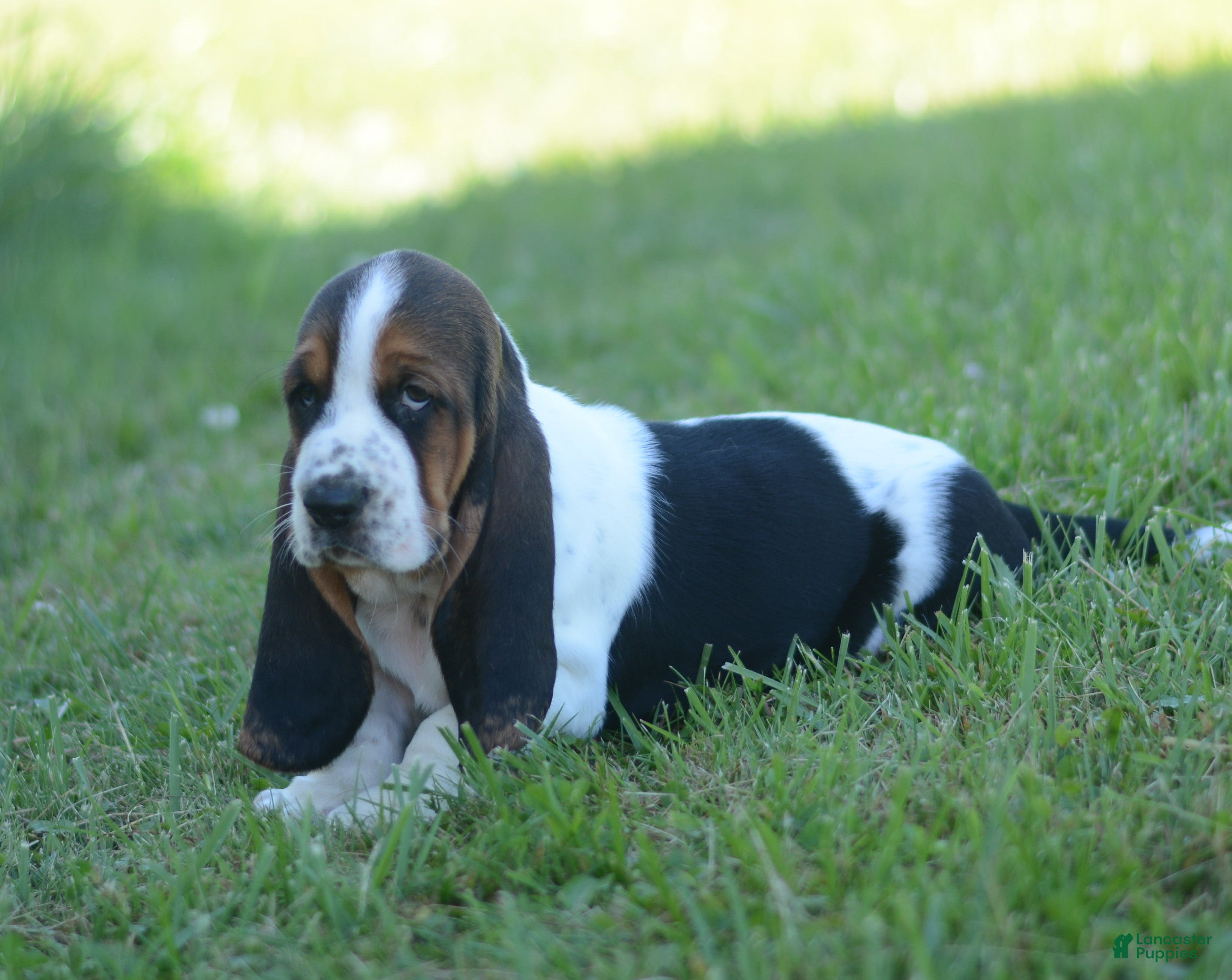 Basset Hound dogs Dolly - Ad 2