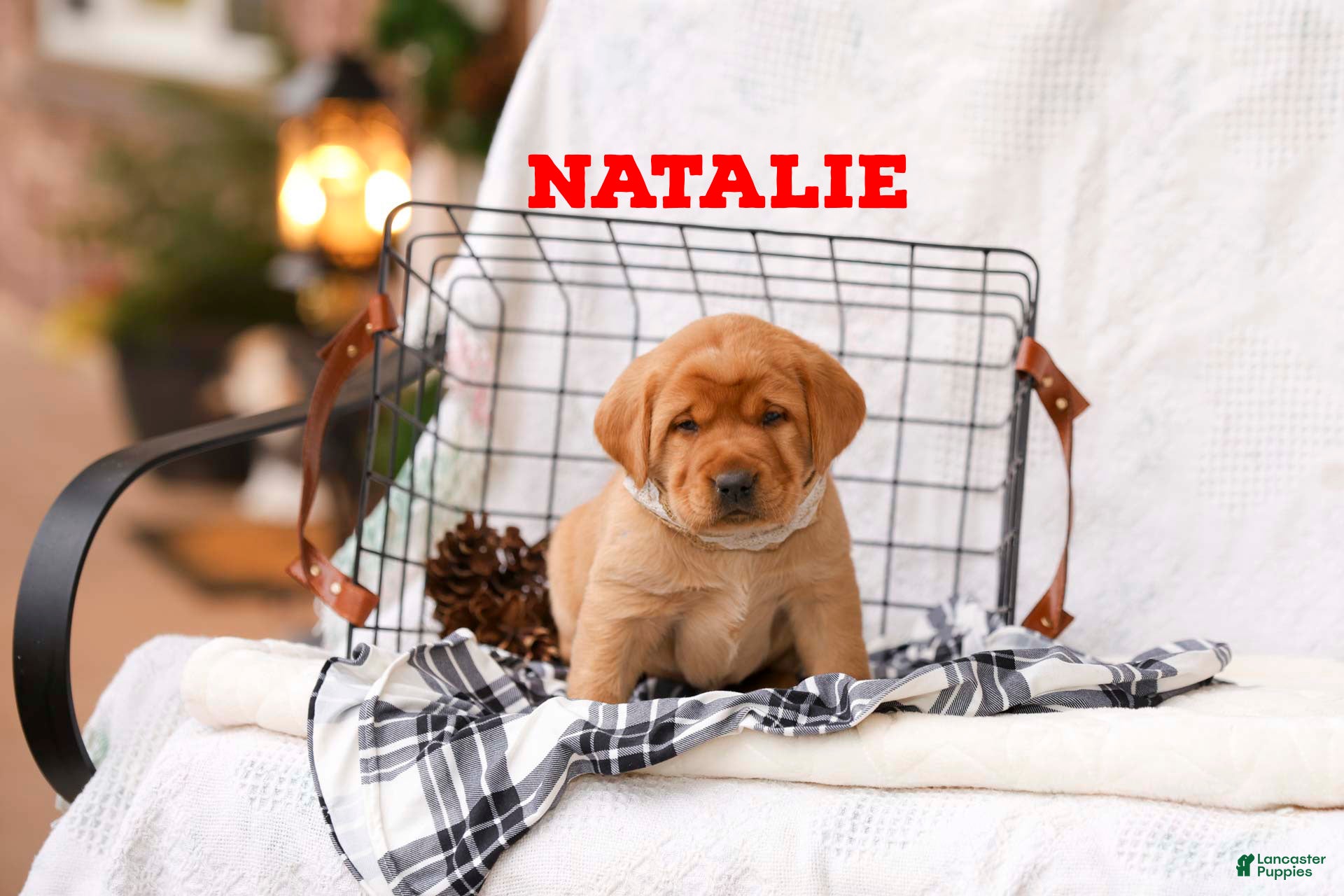Labrador Retriever dogs Natalie - Ad 11