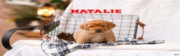 Labrador Retriever dogs for sale: Natalie - Ad 1