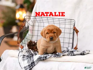 Labrador Retriever dogs Natalie - Ad 5