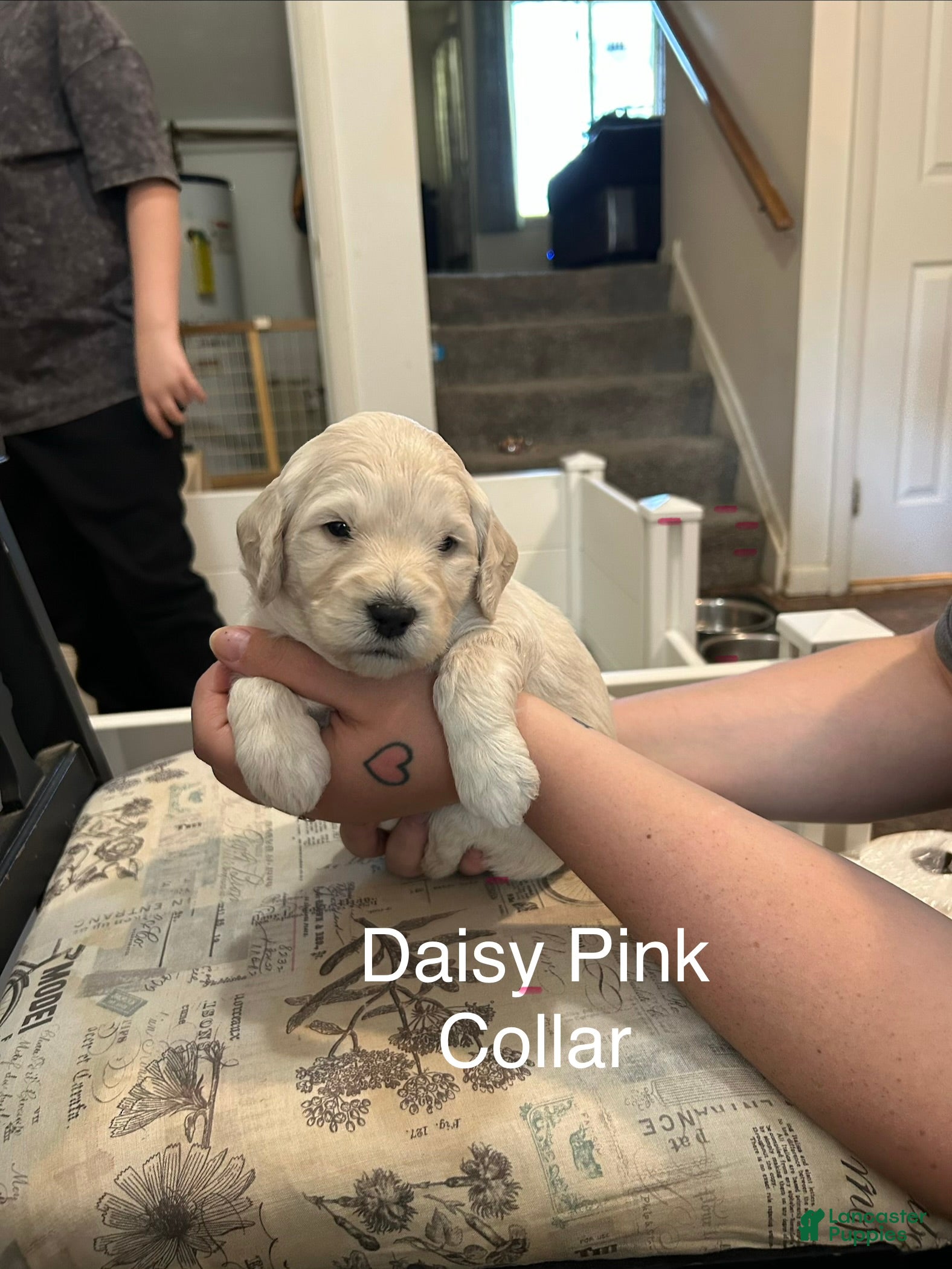 Goldendoodle dogs Pink Female Goldendoodle  - Ad 4