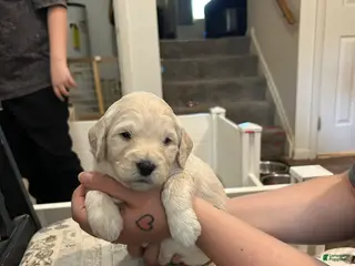 Goldendoodle dogs Daisy Pink Female Goldendoodle - Ad 13