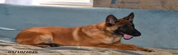 Belgian Malinois dogs for sale: Diesel - Ad 4