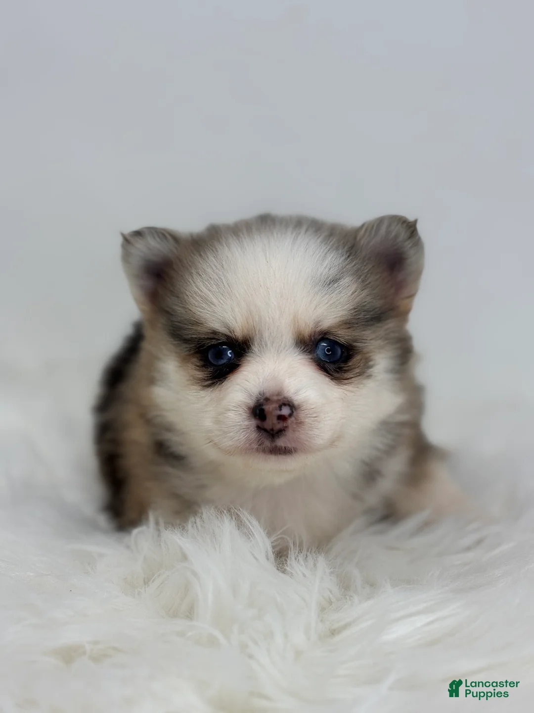 Pomsky dogs for sale: Hadley - Ad 4